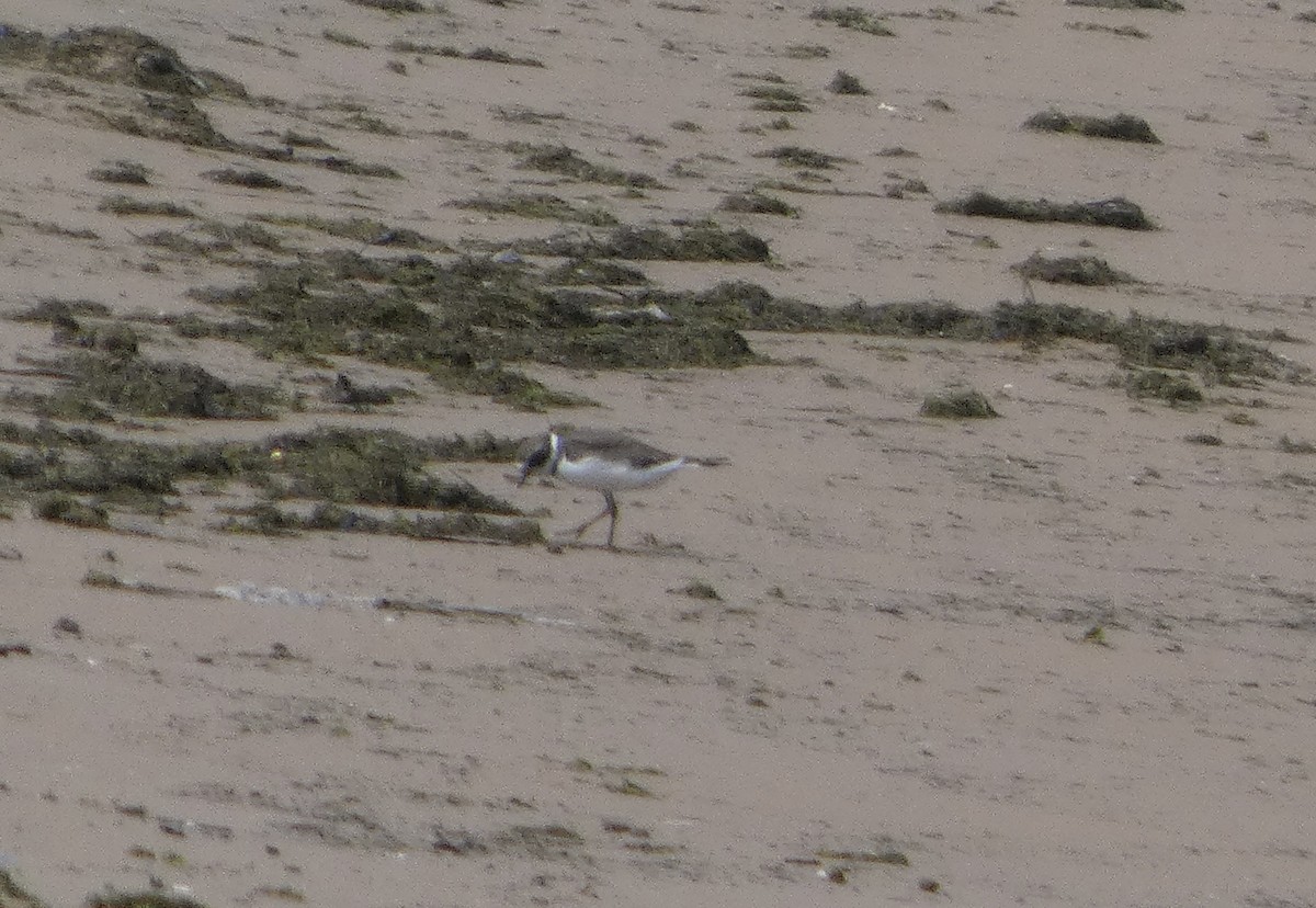 חופמי אמריקני - ML646817991