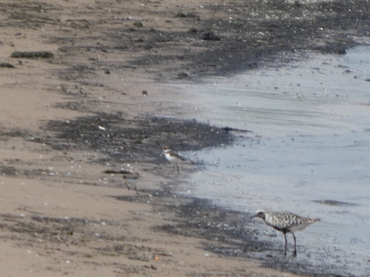 חופמי אמריקני - ML646817992