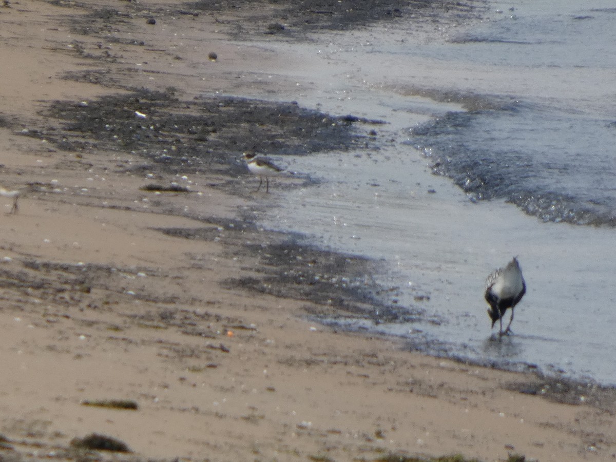 חופמי אמריקני - ML646817993