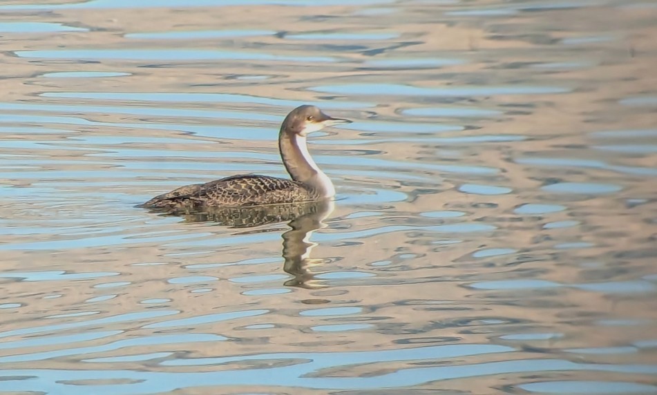 Pacific Loon - ML646817994