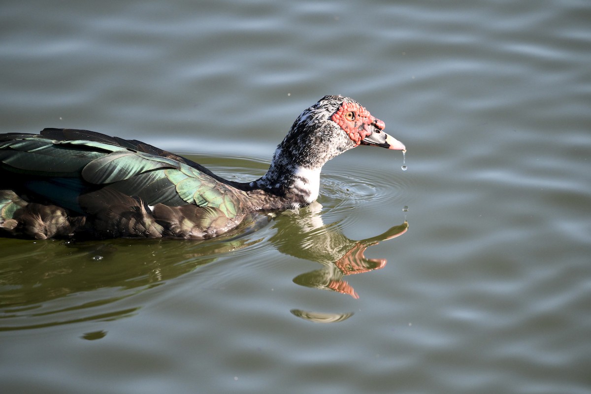 番鴨(馴化)(薑母鴨) - ML646817995