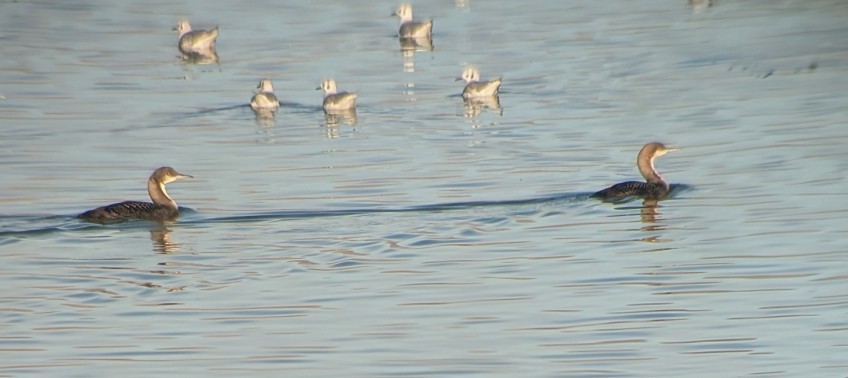 Pacific Loon - ML646817997