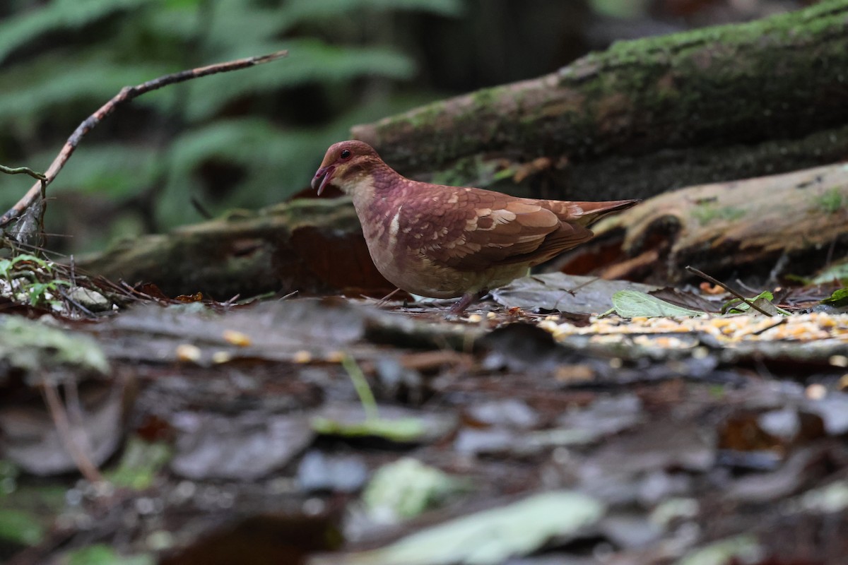 Paloma Perdiz Común - ML646817998