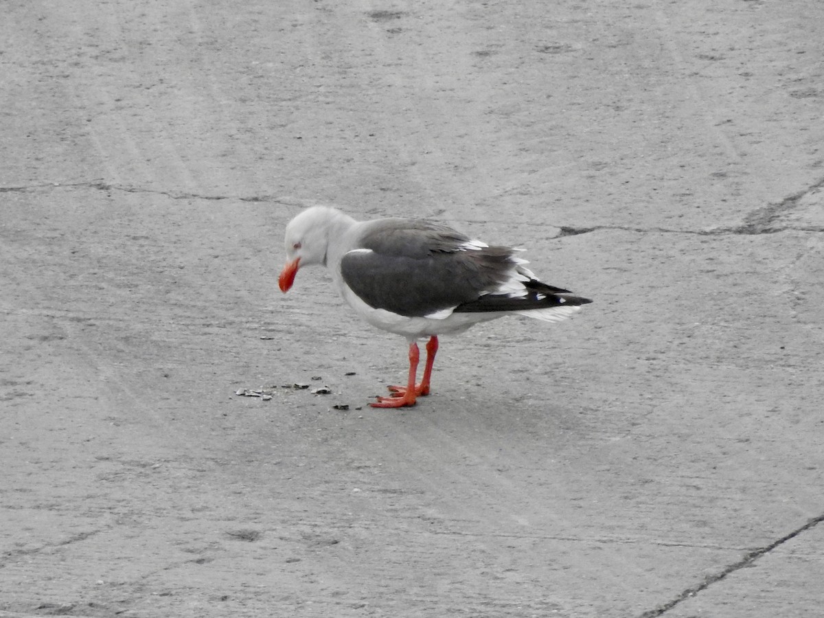 Goéland de Scoresby - ML646818001