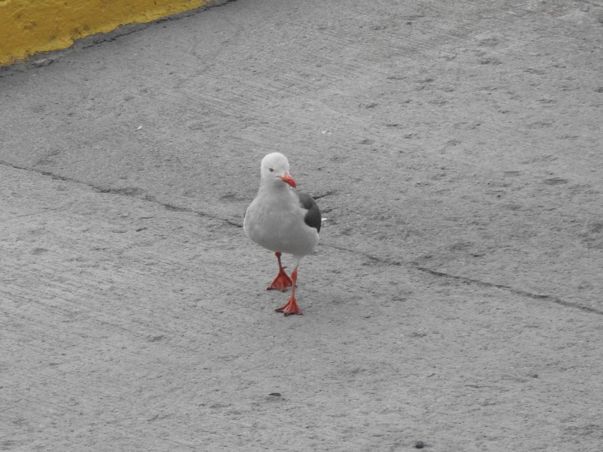 Goéland de Scoresby - ML646818002