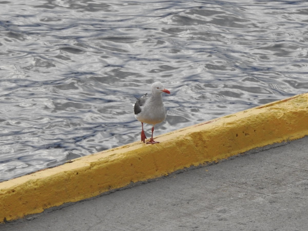 Goéland de Scoresby - ML646818003