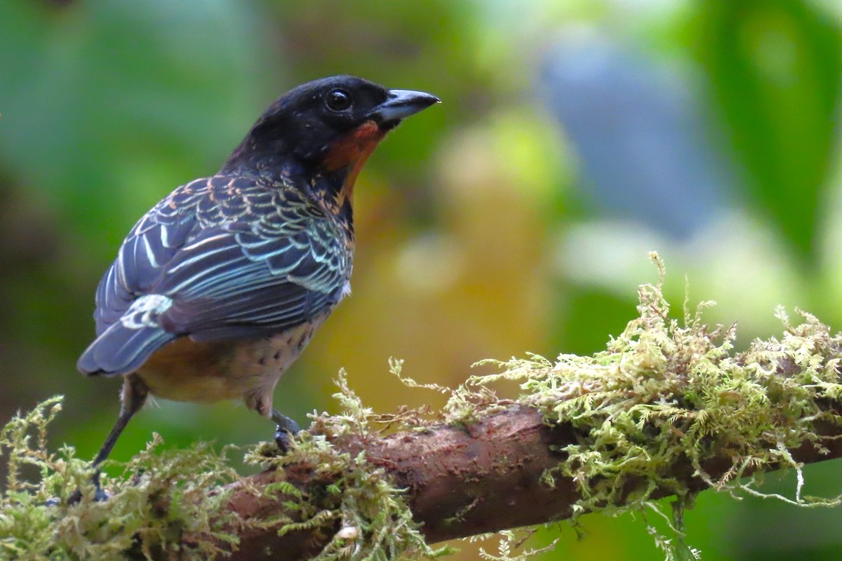 Rufous-throated Tanager - ML646818005