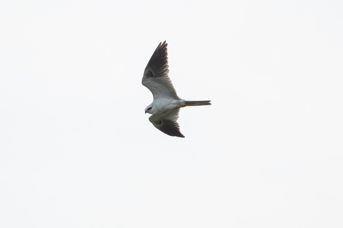 White-tailed Kite - ML646818006