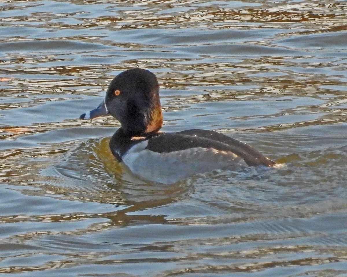 環頸潛鴨 - ML646818007