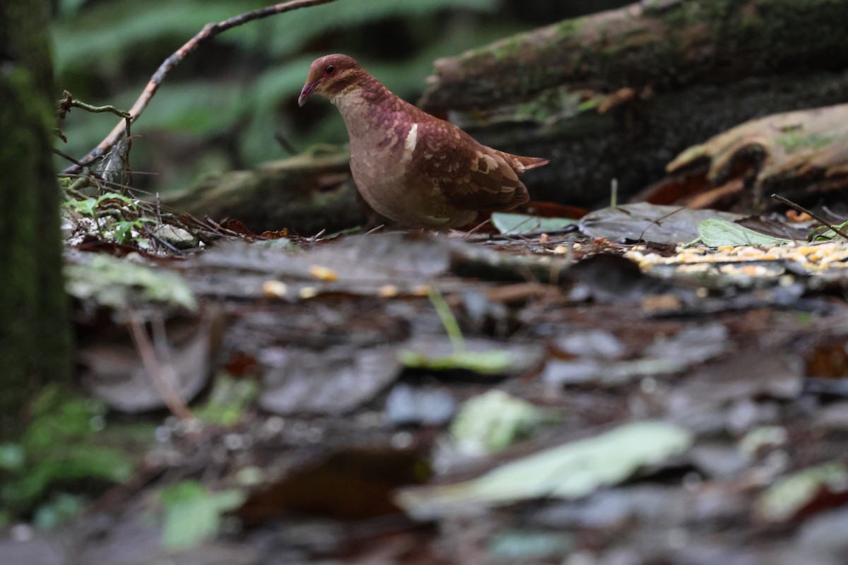 Paloma Perdiz Común - ML646818008