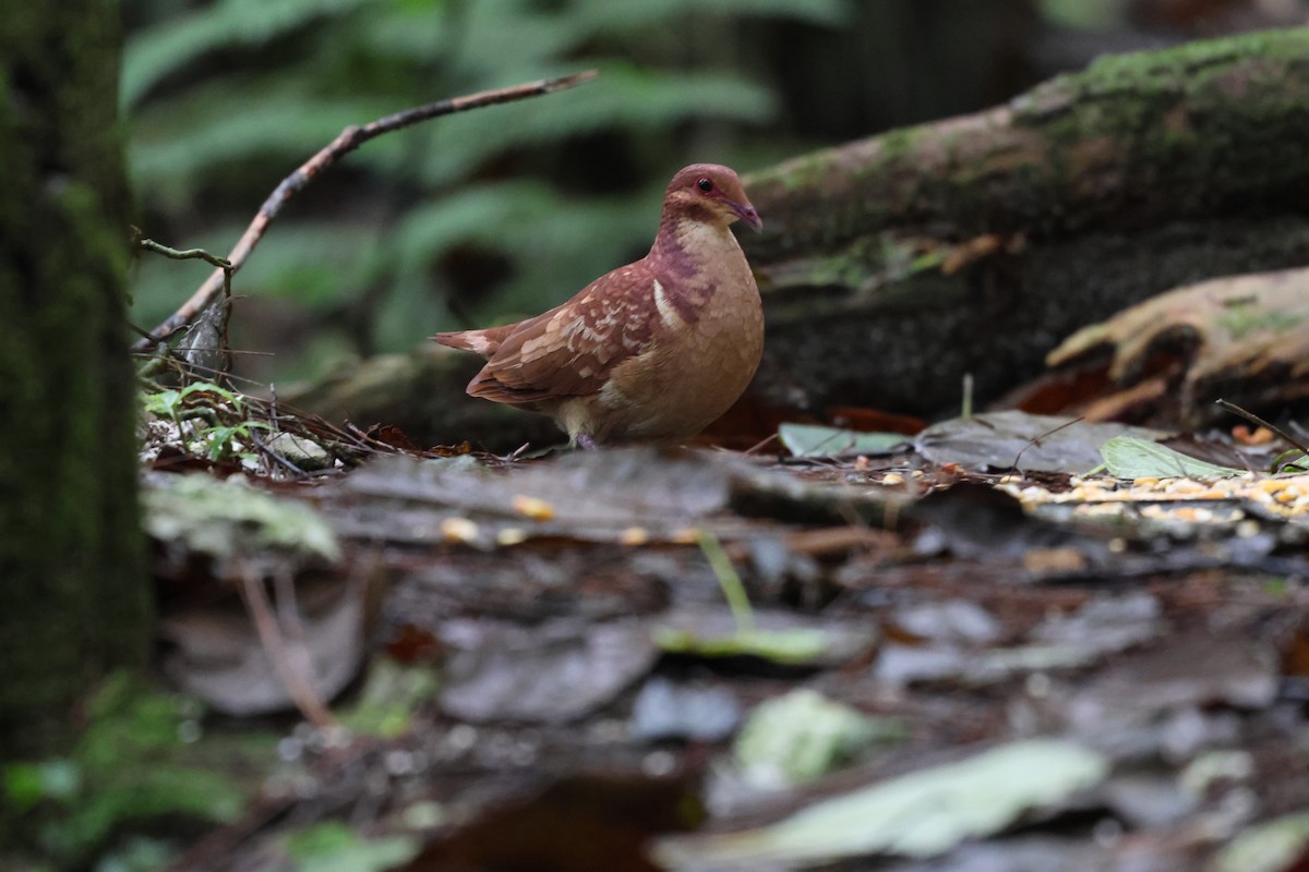 Paloma Perdiz Común - ML646818011