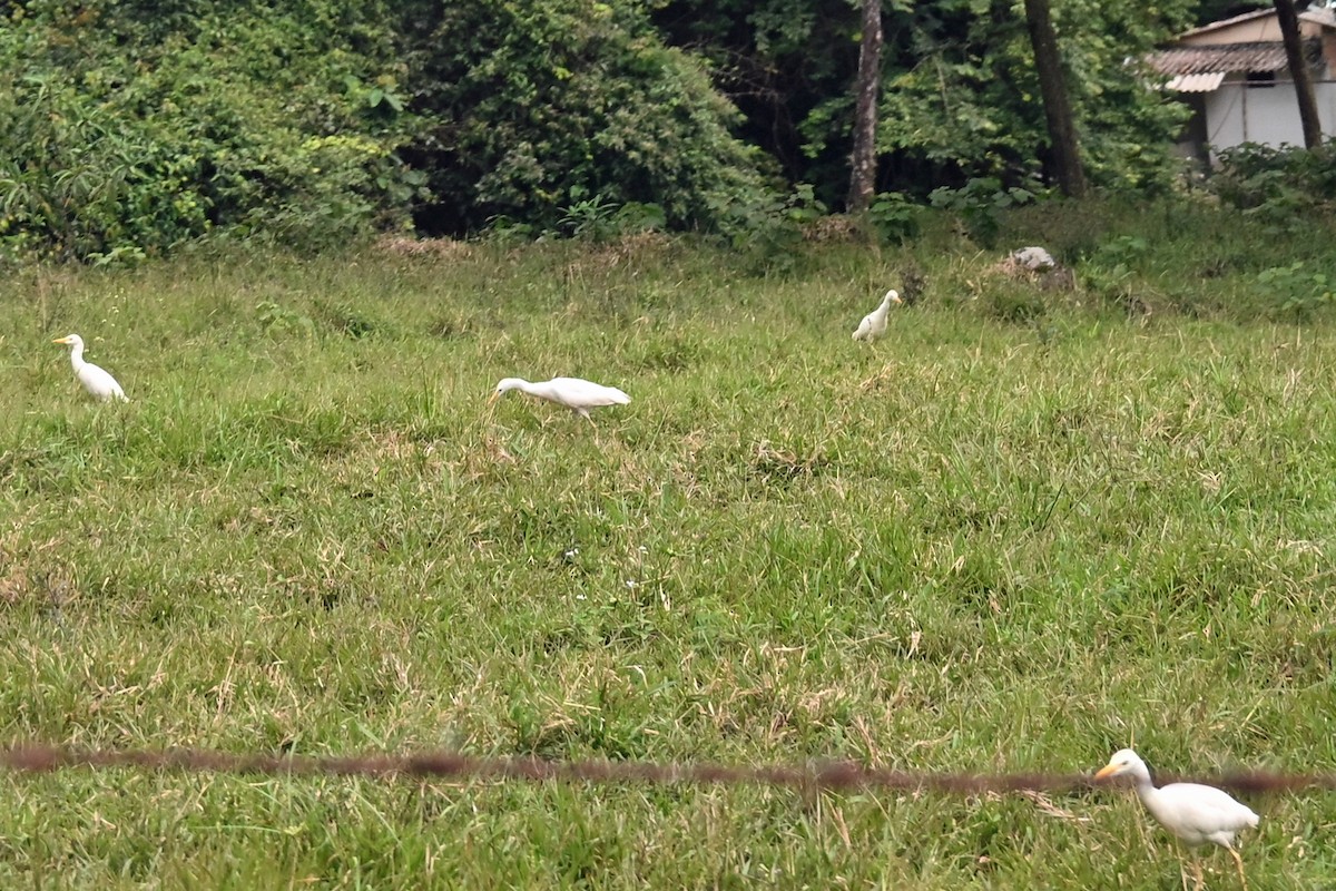 Western Cattle-Egret - ML646818012
