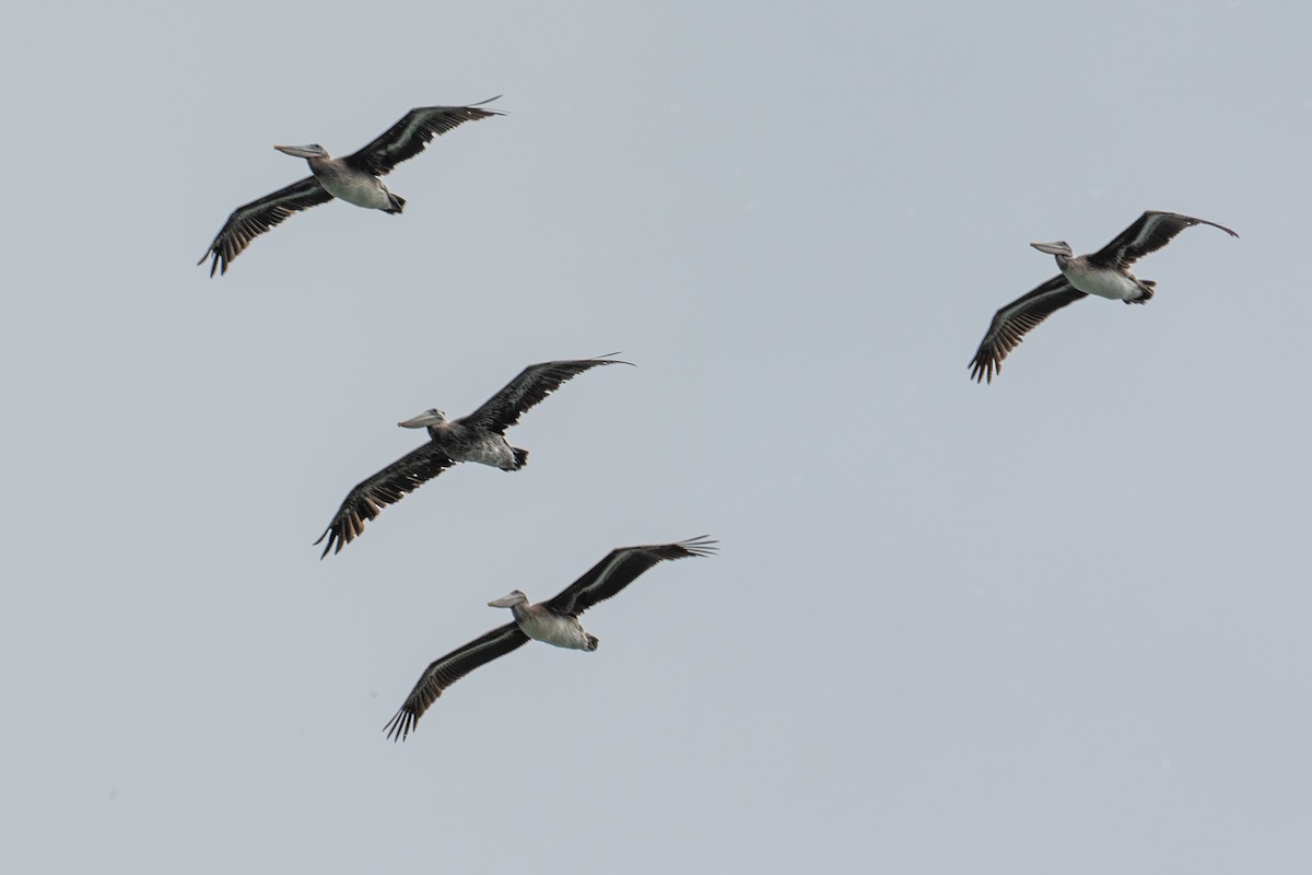 Brown Pelican - ML646818015