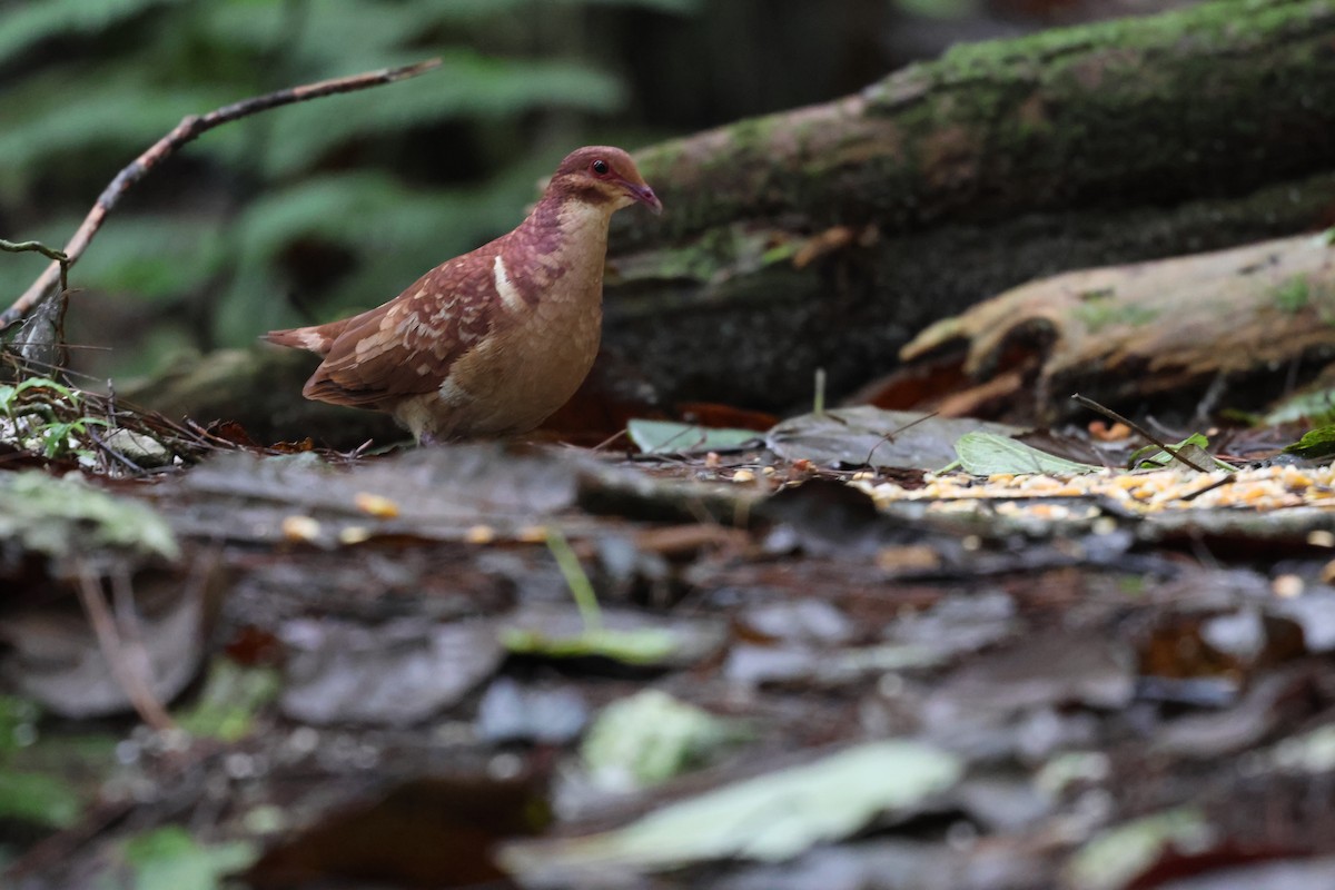 Paloma Perdiz Común - ML646818016