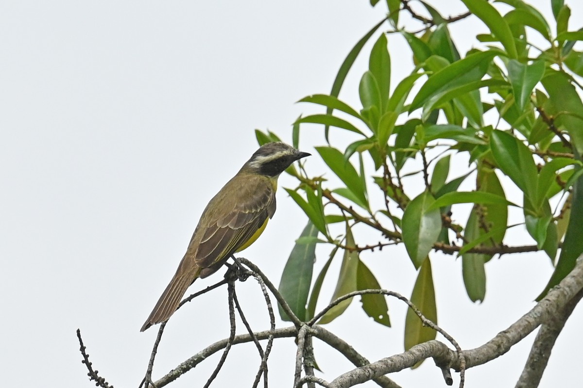 Bienteveo Sociable - ML646818018