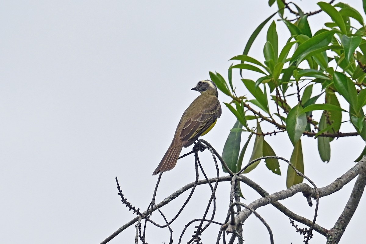 Bienteveo Sociable - ML646818020