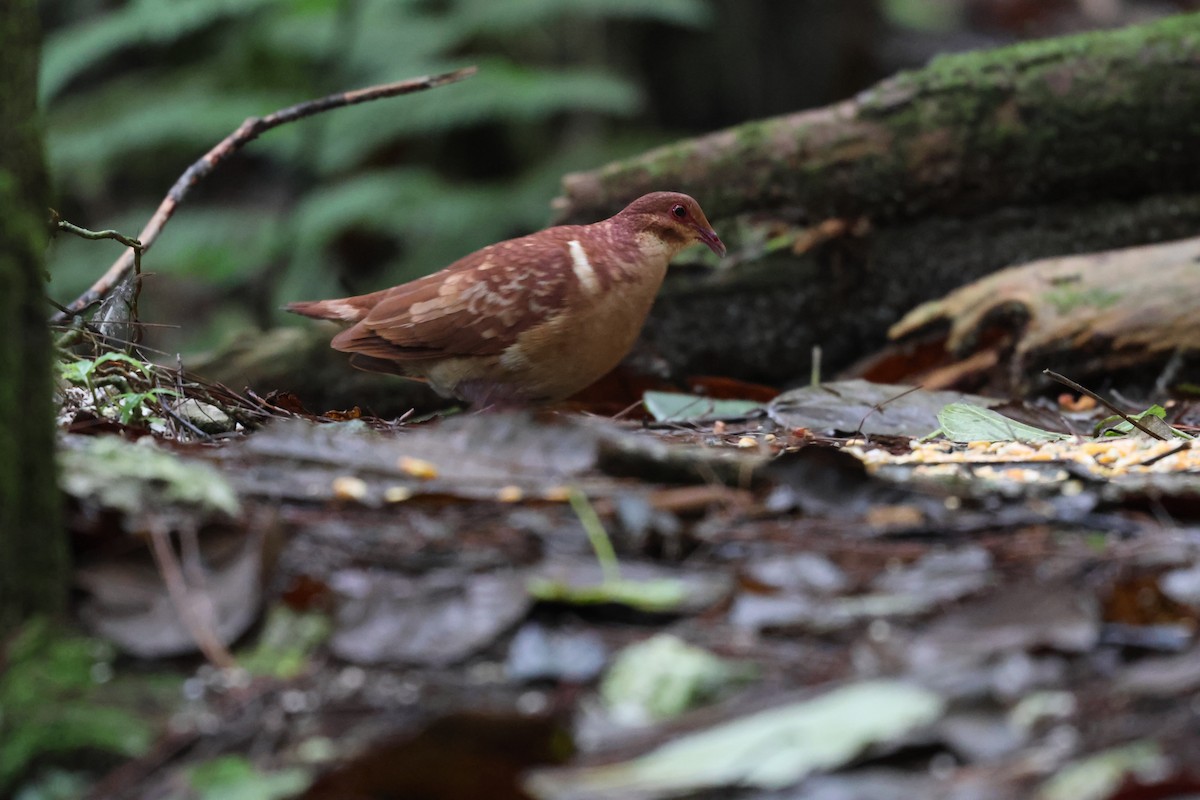 Paloma Perdiz Común - ML646818021