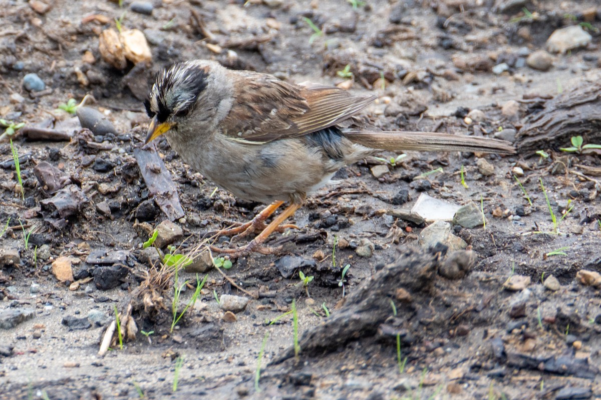 White-crowned Sparrow - ML646818024