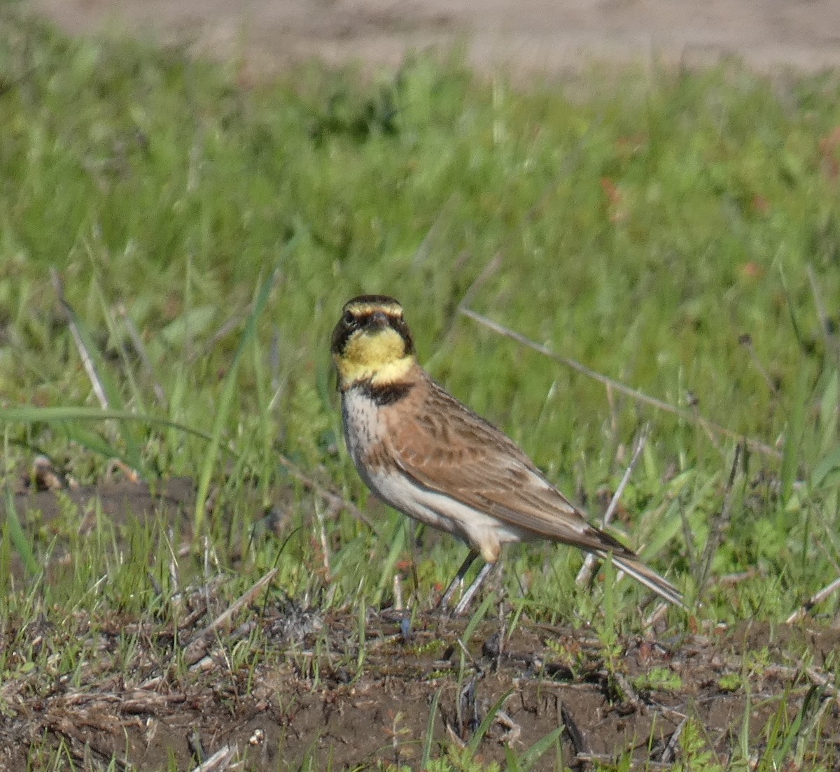Horned Lark - ML646818026