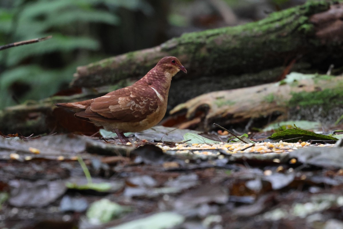 Paloma Perdiz Común - ML646818028