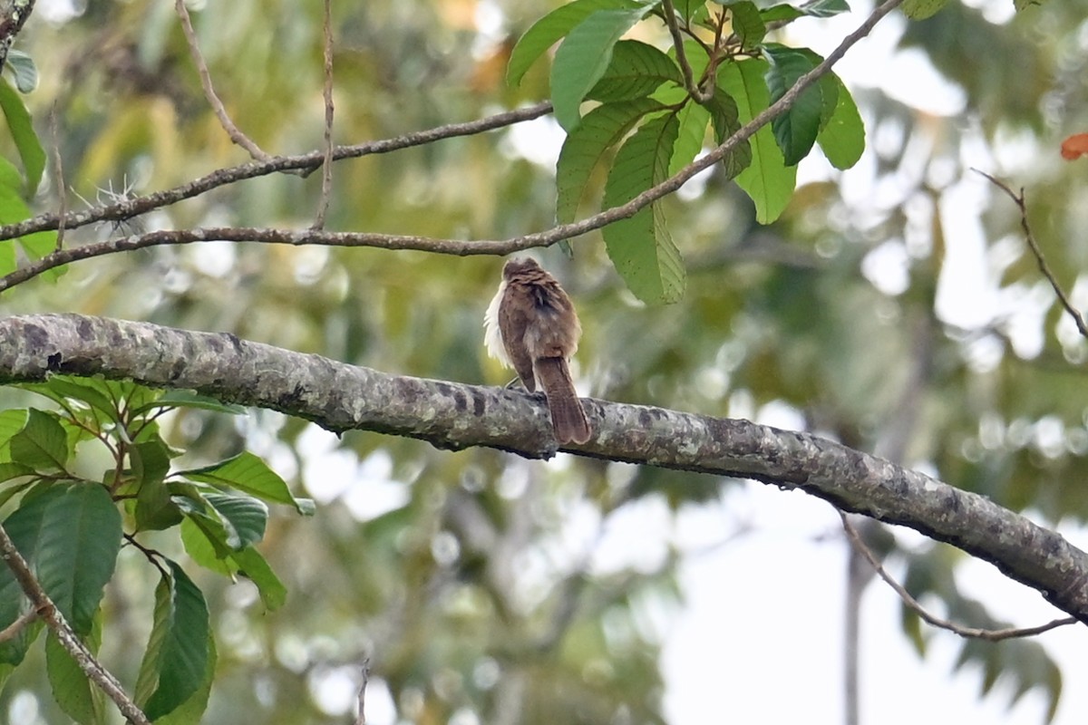 Bicolored Wren - ML646818029
