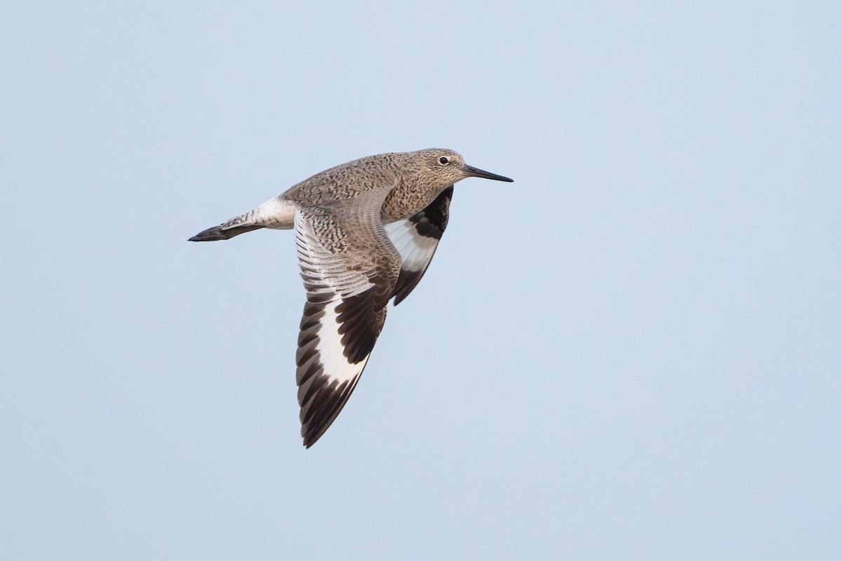 Willet - ML646818030