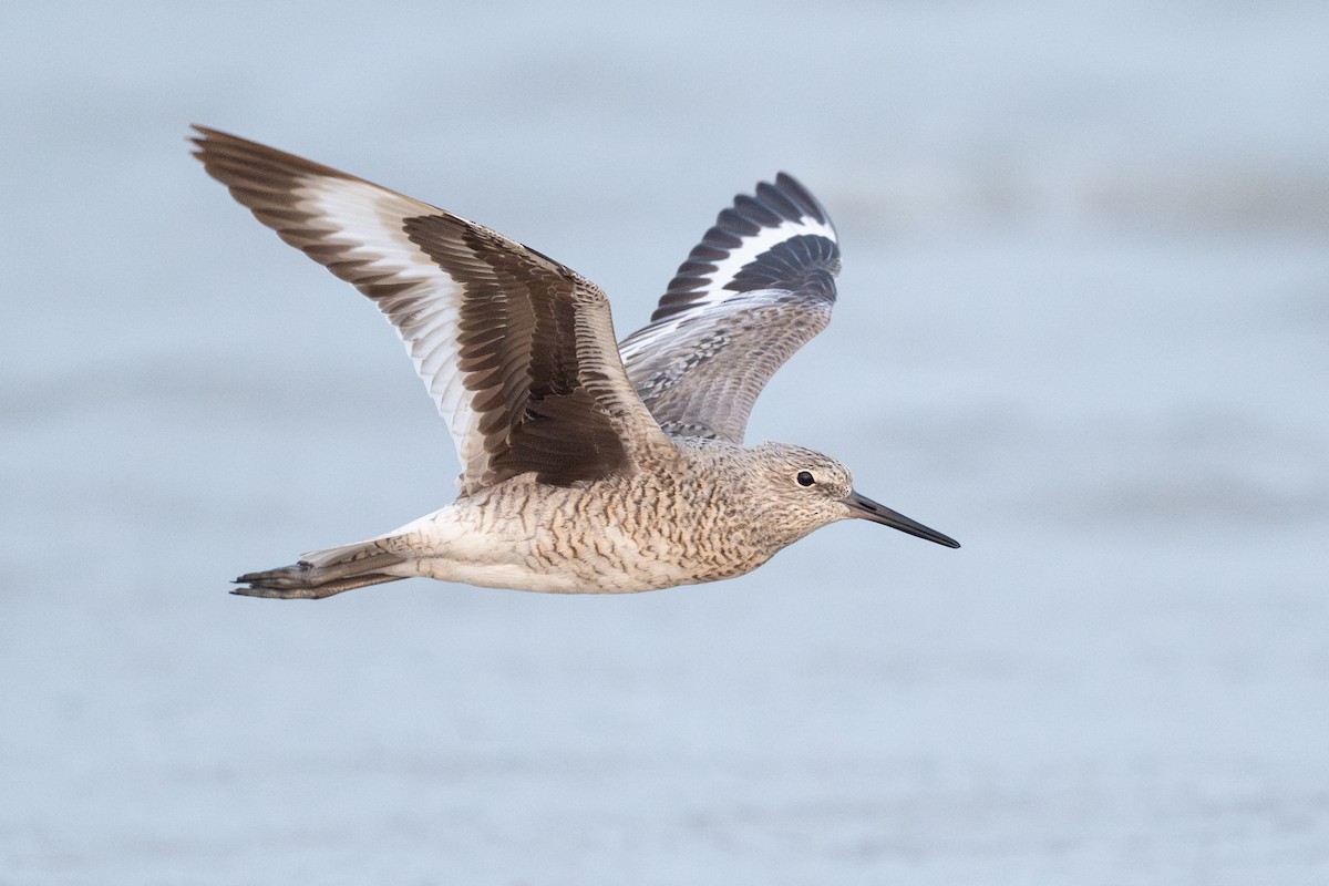 Willet - ML646818031