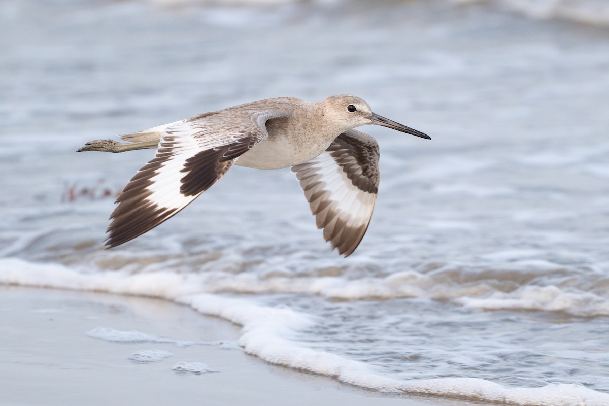Willet - ML646818032