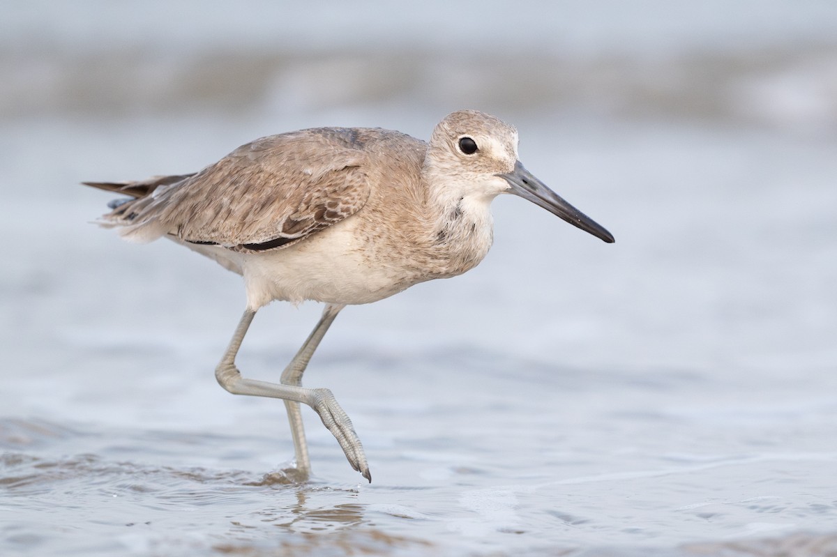 Willet - ML646818033