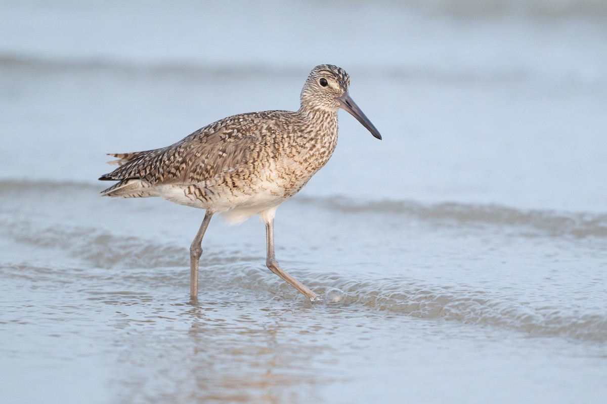 Willet - ML646818034