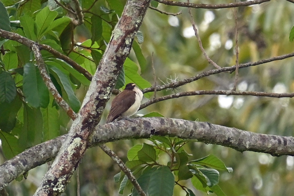 Bicolored Wren - ML646818035