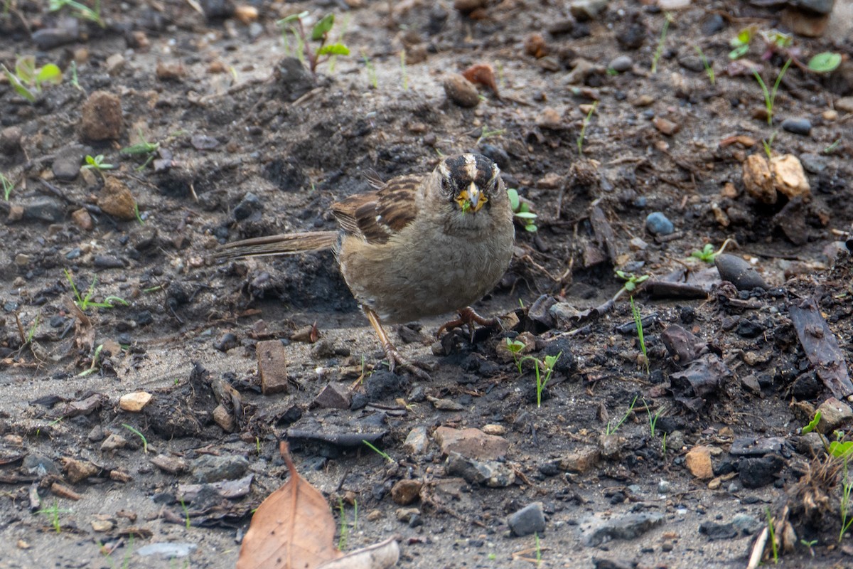 White-crowned Sparrow - ML646818036
