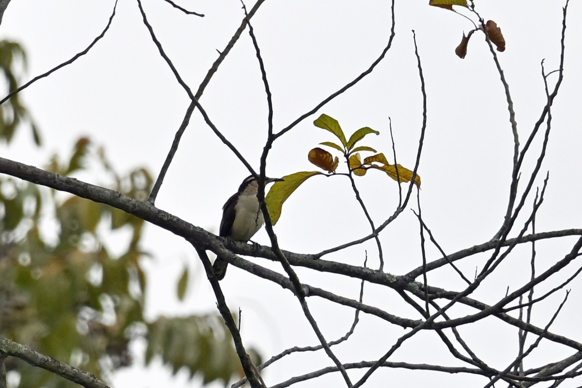 Bicolored Wren - ML646818037