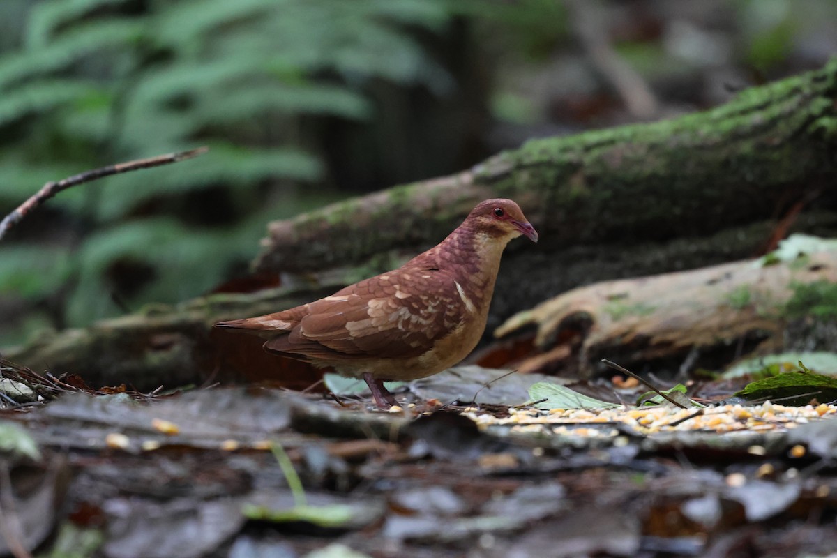 Paloma Perdiz Común - ML646818038