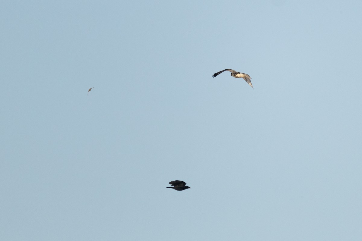 Red-tailed Hawk - ML646818039