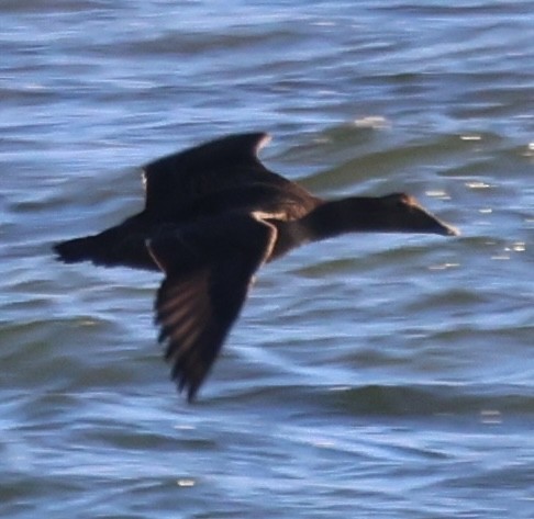 Пухівка зеленошия - ML646818041