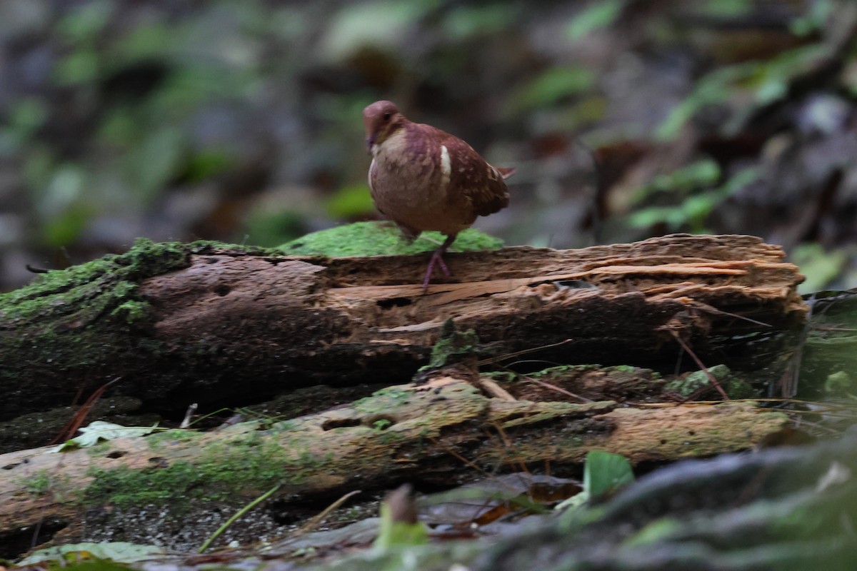 Paloma Perdiz Común - ML646818043