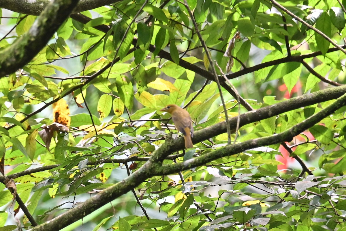 Summer Tanager - ML646818047
