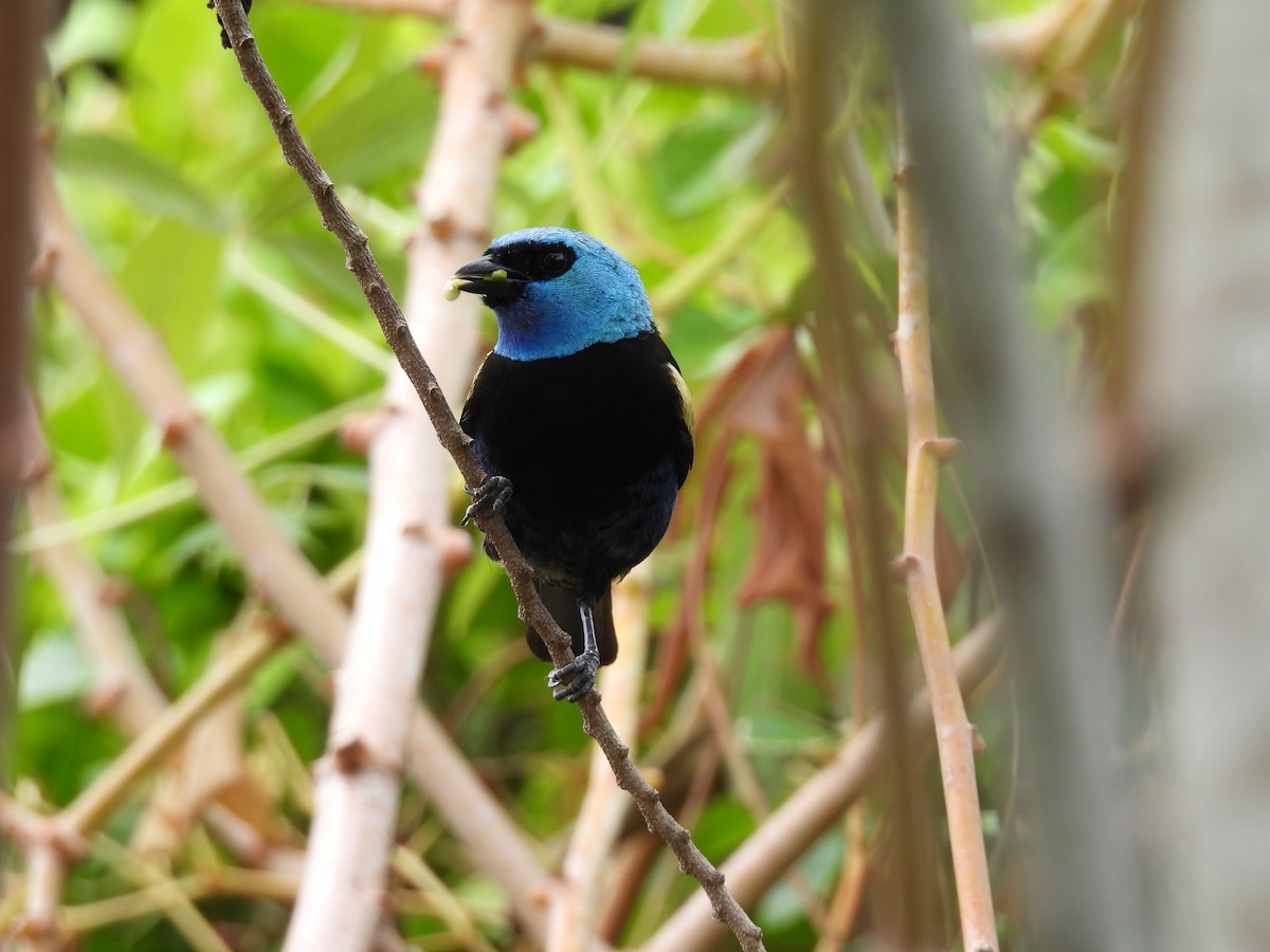 Tangara Cabeciazul - ML646818048