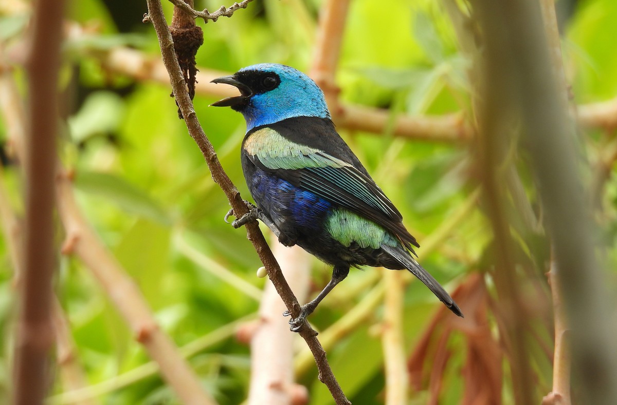 Tangara Cabeciazul - ML646818049