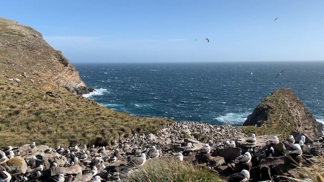 Albatro sopracciglineri (melanophris) - ML646818053