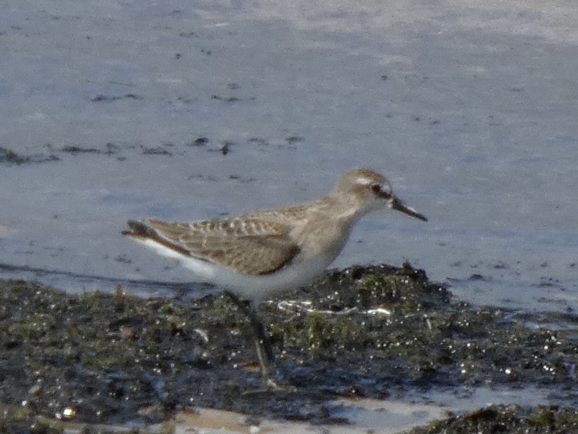 חופית אמריקנית - ML646818054