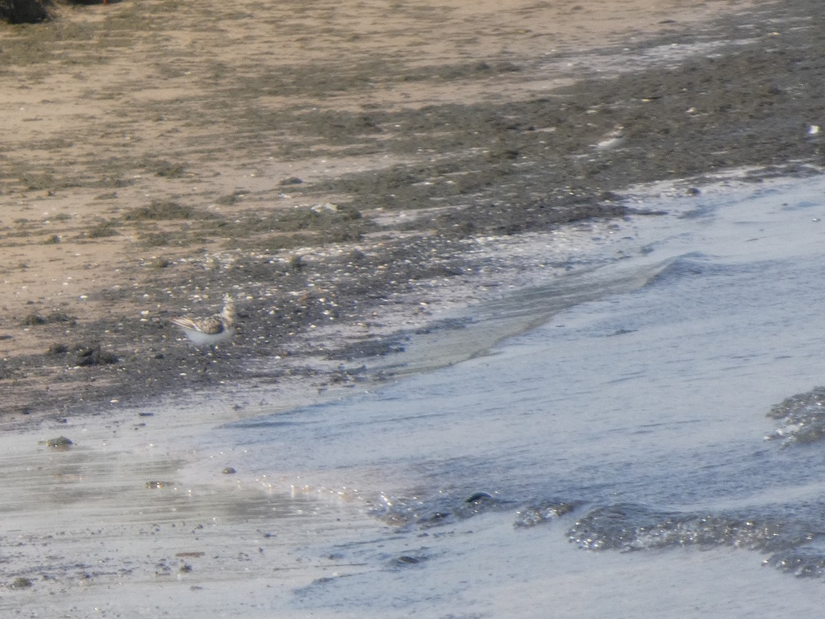 חופית לבנה - ML646818055