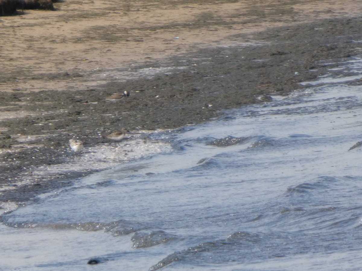 חופית אמריקנית - ML646818056