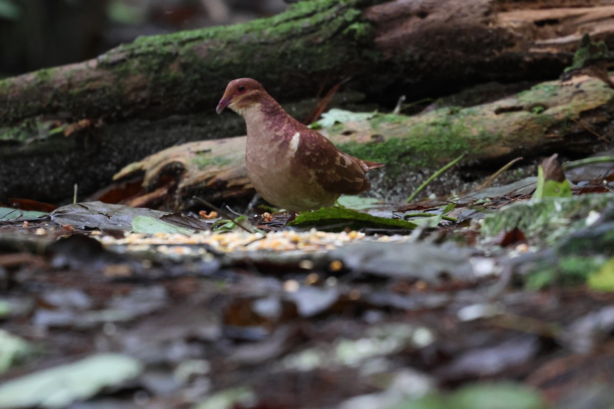 Paloma Perdiz Común - ML646818059