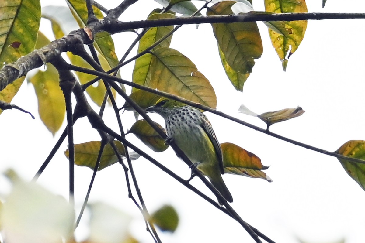 Speckled Tanager - ML646818060