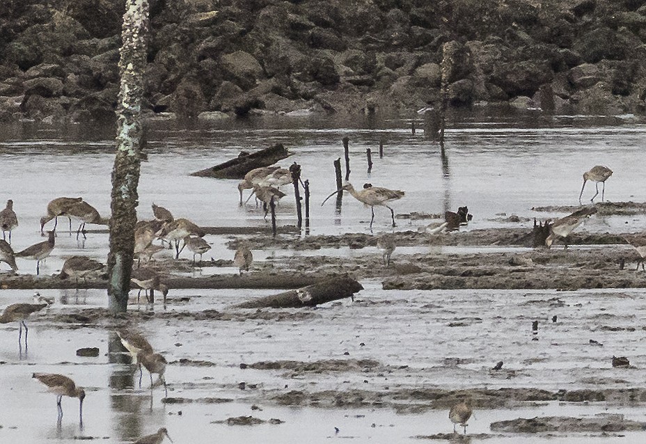 Eurasian Curlew - ML646818061