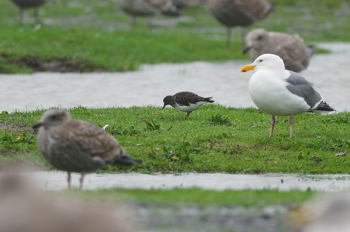 Harri-iraulari iluna - ML646818066