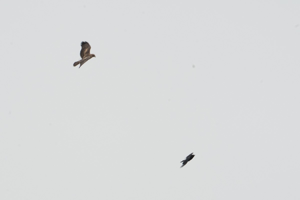 Poiana codarossa - ML646818068