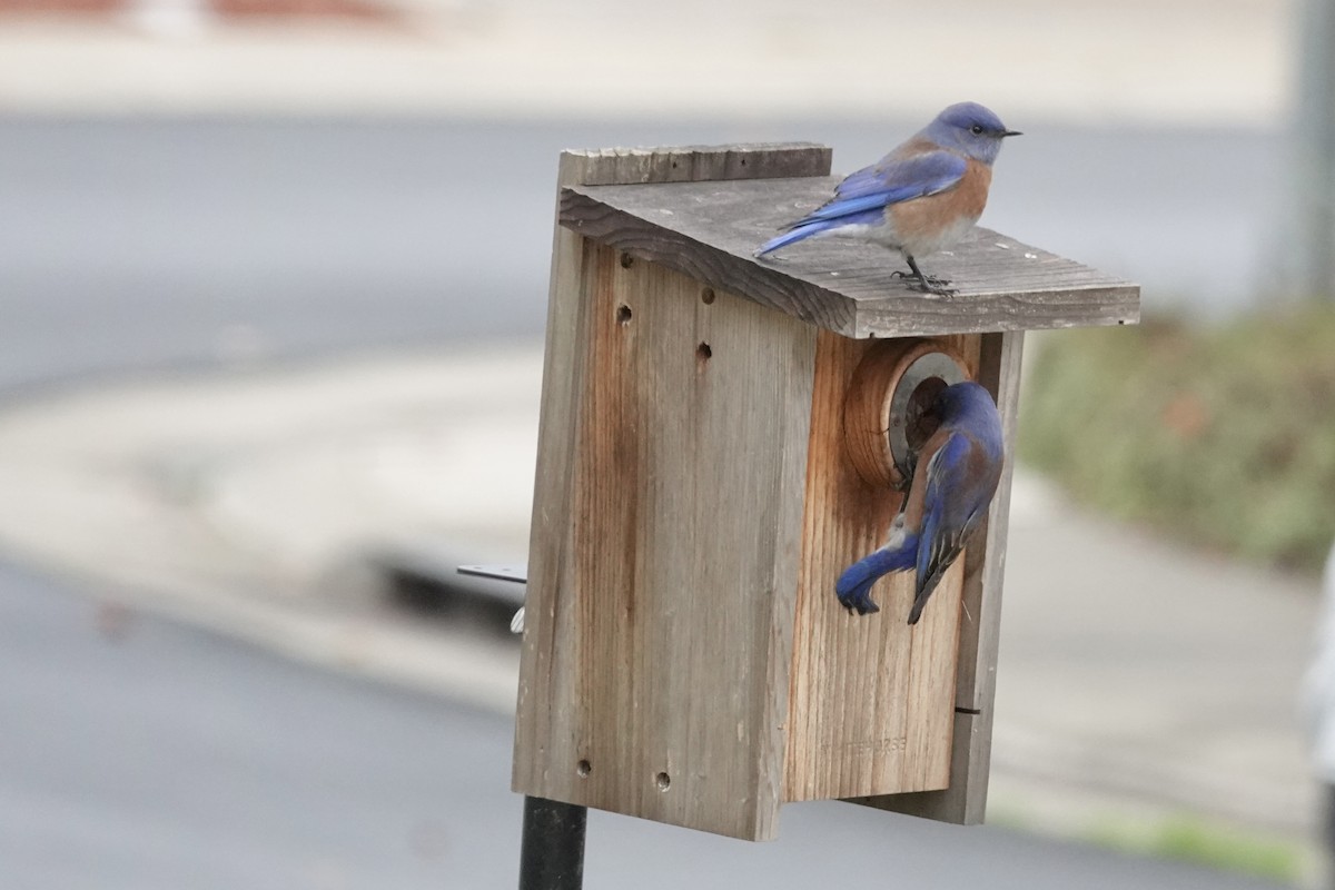Western Bluebird - ML646818069